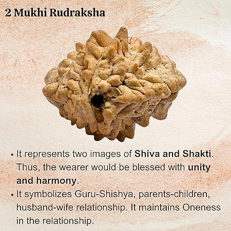 Holy Rudraksha 2 Mukhi Java Rudraksha – Indonesian Origin | Natural & Certified
